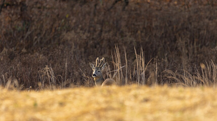 Doe with fuzzy small antlers behind a dry brown field