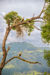 Curucaca, ave da região serrana de Santa Catarina.