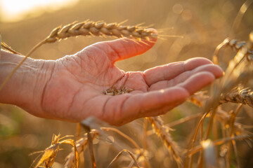 Close up of senior farmers hands holding and examining grains of wheat of wheat against a...