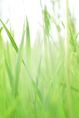 green grass background