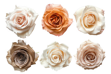 Set of roses flowers isolated on transparent background, Top View, cut out 