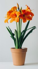Potted Plant With Orange Flowers