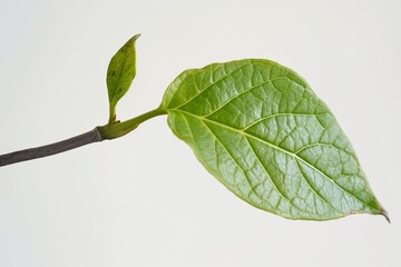 Single, vibrant green leaf is captured against a white background, highlighting its intricate texture and veins through soft backlit illumination that showcases the leaf's natural beauty