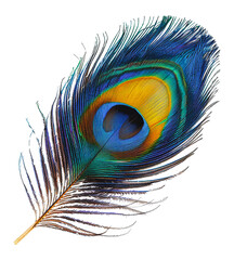 Fototapeta premium Colorful peacock feather close-up, cut out - stock png.