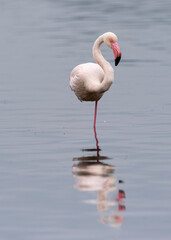 pink flamingo in the water