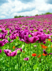 Fototapeta premium poppy, poppy fields, field, landscape, nature, greenery, blue sky, clouds, spring,, field, grass, sky, nature, summer, green, flower, spring, agriculture, countryside, cloud, blue, poppy, mountain, be