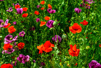 poppy, poppy fields, field, landscape, nature, greenery, blue sky, clouds, spring,, field, grass, sky, nature, summer, green, flower, spring, agriculture, countryside, cloud, blue, poppy, mountain, be