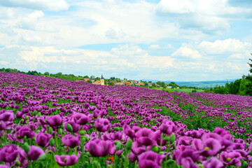 Fototapeta premium poppy, poppy fields, field, landscape, nature, greenery, blue sky, clouds, spring,, field, grass, sky, nature, summer, green, flower, spring, agriculture, countryside, cloud, blue, poppy, mountain, be
