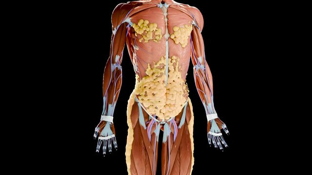 Weight loss Comparison. man body transformation. Before and after a thick and thin waist, Fat belly before and slim fit perfect abs after fast weight loss process. sports training. fat burn, 3d render