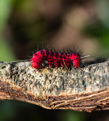 oruga roja peluda 