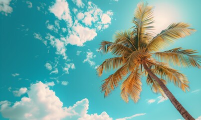 A lonely coconut palm tree against the sky with copy space