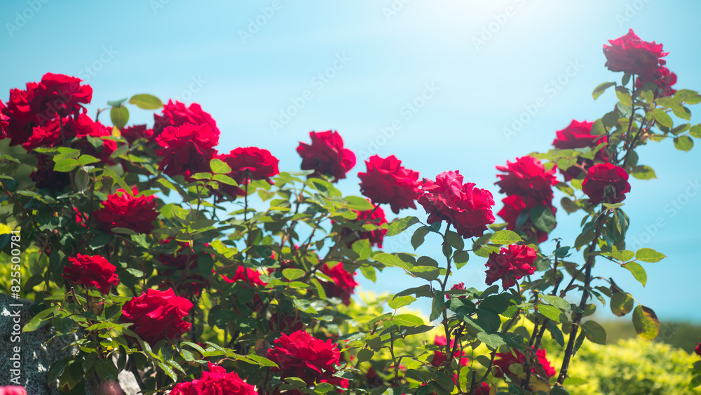 Canvas Prints Red roses blooming in a garden, close up. Gardening, landscape design. Rose flowers macro shot over blue sky background. Summer Park, flower bed. 