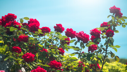 Red roses blooming in a garden, close up. Gardening, landscape design. Rose flowers macro shot over blue sky background. Summer Park, flower bed. 