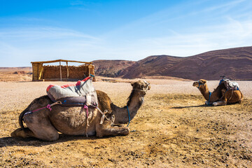 Two camels resting on ground near Ksar Ait Ben Haddou, old Berber ancient village or kasbah with...
