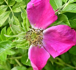 pink and yellow flower