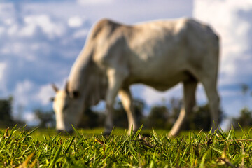 Unfocused Zebu Nellore cow in the pasture area of a beef cattle farm in Brazil