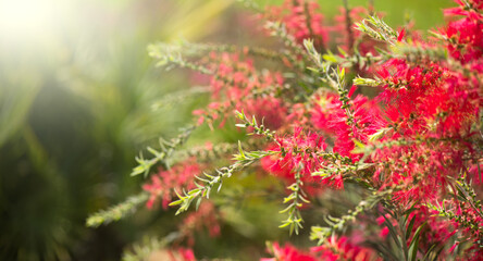 Callistemon citrinus red bottlebrush flower blooming in exotic garden, close up. Gardening, landscape design. Exotic bush growing over green grass background. Landscaping, flower bed, landscaping