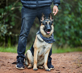 German shepherd, pet and service animal in nature for training, scent tracking or listening to trainer. Outdoors, hiking trail and dog sitting for command, teaching behavior or obedience in forest