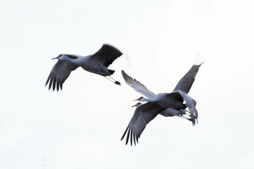 Sandhill Cranes flying in the sky