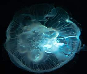 Jellyfish underwater with a dark background