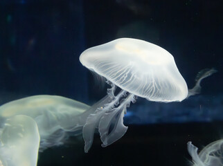 Jellyfish underwater with a dark background