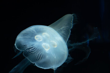 Jellyfish underwater with a dark background