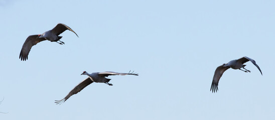Sandhill Cranes flying in the sky
