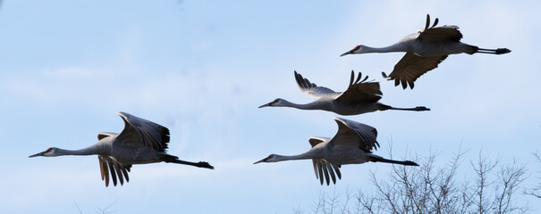 Sandhill Cranes flying in the sky