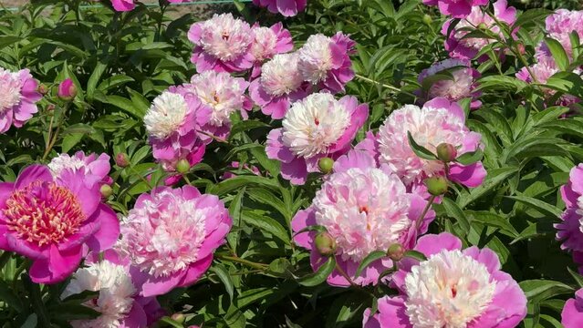 Pink peonies in flower bed.