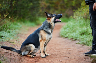 German shepherd, dog and service animal in training for nature, scent tracking or listening to trainer. Outdoors, hiking trail and pet sitting for command, teaching behavior or obedience in forest