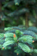 young blue spruce branch with close up in sunny spring day