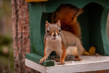 red squirrel on a feeder