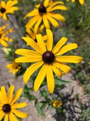 yellow flowers in the garden