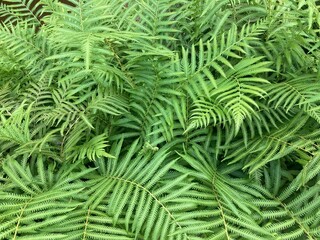 fern leaf background