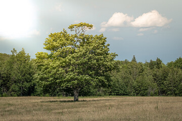 A lone tree in the field