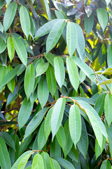 Durian tree in the garden