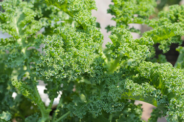 Growing kale in containers.  Fresh green vegetable