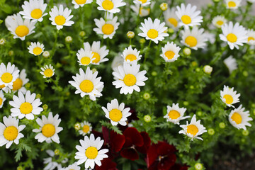 Beautiful white daisy. Flower background