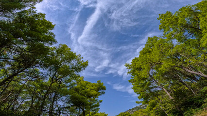 POV BOTTOM UP: Picturesque car ride under green treetops of fragrant pine trees and clear blue sky....