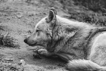 black and white photographs of a wolf resting in nature