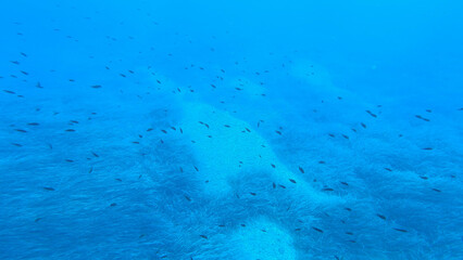 UNDERWATER: Snorkelling among school of small fish above sandy seabed and sea grass. Incredible...