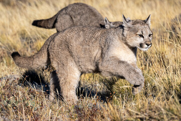 Puma cubs running past