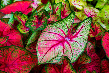 Red picturesque caladium leaves with a drop of water.