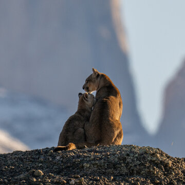 Puma mother and cub