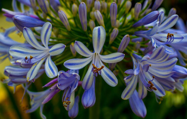 Маленькие голубые цветки Agapanthus africanus.