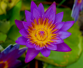 Blooming purple lotus flower, water lily of the genus Nymphaea.