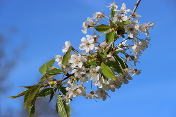 Sweden. Prunus avium, commonly called wild cherry, sweet cherry or gean is a species of cherry, a flowering plant in the rose family, Rosaceae. 