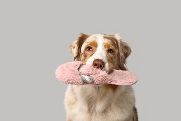 Cute Australian Shepherd dog holding slipper on grey background