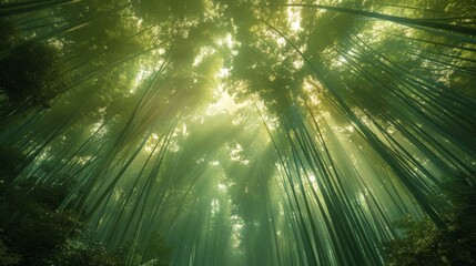 Bamboo Grove, illuminating the tranquil surroundings with a warm glow.
