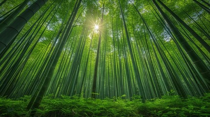 Fototapeta premium Bamboo Grove, illuminating the tranquil surroundings with a warm glow.